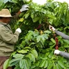 Vietnam’s coffee exports exceed 5 billion USD