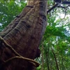 Con Dao national park recognized for heritage trees