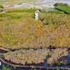 Ru Cha mangrove forest shines in Autumn 