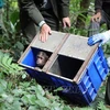 Eleven rare monkeys released back into wild 