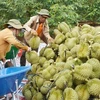 (CN) Optimistic signs for fruit & veggie exports