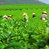 Tea exports grow 30% in H1