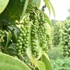 Vietnam's pepper exports surge 40.8% in 7 months