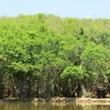 Half of the world’s mangrove ecosystems under threat