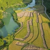 Golden rice fields in Cao Bang province 