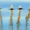 Air Force actively drilling for Vietnam Int’l Defense Expo 2024