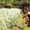 Oxeye daisy in blooming season in Ninh Binh