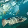 海洋塑料污染。 图自Shutterstock