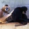 南方白颊长臂猿已被列入越南和世界红皮书极度濒危动物名录。图自vanhoa.vn
