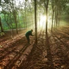 Madera, caucho y café están dentro del alcance de las regulaciones de la UE sobre cadenas de suministro que no causan deforestación y degradación forestal. En la foto: Explotación de látex de caucho en la granja de Dong Phu. (Fuente: VNA)