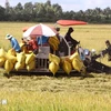 Los agricultores de Nga Nam (Soc Trang) cosechan arroz de invierno-primavera de 2023-2024. (Fuente: VNA)