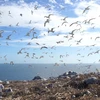 Isla santuario de aves marinas de Con Dao establece un nuevo récord