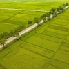 Национальное шоссе № 279 проходит через рисовое поле Мыонгтхань. (Фото: ВИА)