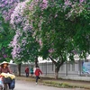 Цветущие цветы сиреневого креп-мирта сигнализируют о приходе ярких летних дней. (Фото: ВИА) 