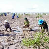 13 мая 2023 года в провинции Шокчанг стартует кампания по посадке прибрежных защитных лесов в ответ на программу “За зеленый Вьетнам”. (Фото: ВИA) 