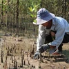 Посадка лесов в провинции Чавинь считается эффективным и устойчивым долгосрочным решением, позволяющим адаптироваться к изменению климата. (Фото: ВИА)