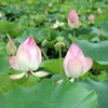 В провинции Ниньбинь наступает cезон цветения лотосов
