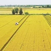 Чего ожидать от проекта по выращиванию высококачественного риса на площади в 1 миллион гектаров?