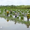 Фермеры Камау начинают сажать рис на землях, где выращивают креветок (Фото: ВИA)