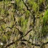 Пострадавшее от засухи рисовое поле в общине Бонгкранг уезда Лак, провинция Даклак. (Фото: ВИA)