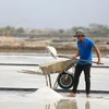 У каждого работника есть своя задача на соляных полях. Одни с помощью граблей собирают соль в кучи, другие ловко сгребают ее в тележки. (Фото: ВИА)
