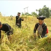 Жители Шила в уезде Мыонгте, северная провинция Лайчау, собирают рис (Фото: ВИA)