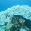 Крупный план обесцвеченных коралловых рифов в национальном парке Кондао. (Фото: Правление национального парка Кондао).