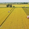 Вьетнаму потребуется около 2,7 миллиарда долларов США для реализации проекта по посадке 1 миллиона гектаров высококачественного риса в период до 2030 года - Иллюстративное изображение (Фото: ВИA)