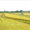 На рисовом поле кооператива Tьентхуан в уезде Виньтхань, город Кантхо, комбайны собирают первый летне-осенний урожай высококачественного риса с низким уровнем выбросов. (Фото: ВИA)