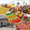 США оставались крупнейшим экспортным рынком вьетнамской сельскохозяйственной продукции