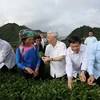 Генеральный секретарь Нгуен Фу Чонг посещает модель интенсивного производства чая по стандарту VIETGAP в Бан Кок Фат, община Банбо, уезд Тамзыонг, провинция Лайчау, 14 июля 2016 года. (Фото: ВИА)