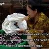 Кропотливый процесс маринования чая с из лотоса Западного озера