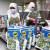  Рабочие обрабатывают продукты для экспорта в Японию. (Фото: ВИA) 