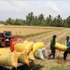 Agricultores cosechan arroz en la provincia de Tra Vinh en el Delta del Mekong (Fuente: VNA)