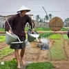 Turistas extranjeros experimentan las actividades diarias en la aldea turística de Tra Que en la provincia de Quang Nam (Fuente: VNA)