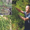 Pham Van Su s’occupe des xich tùng dans son jardin. Photo : CTV/CVN
