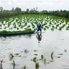 Les agriculteurs de Cà Mau cultivent des plants de riz dans une zone d’élevage de crevettes. Photo : VNA