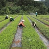 Production de plants pour le reboisement au Centre de recherche sur les arbres forestiers relevant du comité de gestion de la réserve naturelle de Xuân Liên (Département de l’agriculture et du développement rural de la province de Thanh Hoa). Photo: VNA