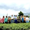 Une délégation de l'ambassade du Canada au Vietnam visite le modèle de production de thé Dông Phuong My Nhân sur la colline de thé dans la commune de Ban Bo, district de Tam Duong, province de Lai Châu. Photo : VNA