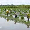 Les agriculteurs de Cà Mau commencent à planter du riz sur des terres d'élevage de crevettes. Photo : VNA