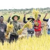 Pham Quang Linh (2e à partir de la gauche) récolte le riz avec des habitants angolais. Photo : baoquocte.vn