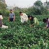 Des habitants de la commune de Bao Hung récoltent du thé. Photo: VNA