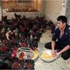 Un membre de la coopérative d’élevage et de commerce de poulets Dông Tao du district de Khoai Châu, province de Hung Yên, nourrit des poulets dans sa ferme. Photo : VNA