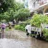Les forces compétentes commencent à nettoyer les dégâts dans la ville de Ha Long après le passage du typhon Prapiroon. Photo : VNA