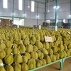 Récolte de durians dans la province de Dak Lak, dans les Hauts Plateaux du Centre. Photo : VNA