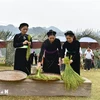 Les femmes Tày choisissent le jeune riz gluant pour fabriquer le côm. Photo: VNA