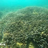 Récifs coralliens dans la baie de Nha Trang. Photo: VNA