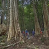 L’arbre géant “tung” attire de nombreux touristes dans le parc national de Cat Tien. Photo : Tang A Pâu