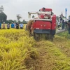 La récolte du riz se fera à l'aide de moissonneuses-batteuses combinées avec des machines de broyage de paille. Photo: nhandan.vn