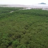 Le développement des forêts et des écosystèmes contribuera à améliorer l'absorption des gaz à effet de serre. Photo : VietnamPlus